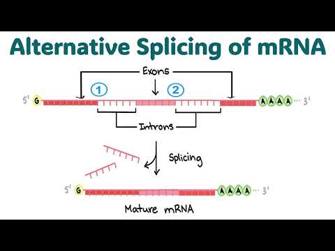 Alternative Splicing of mRNA: Unlocking Gene Diversity